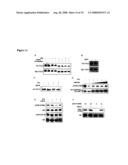 Diagnosis and treatment of diseases arising from defects in the tuberous sclerosis pathway diagram and image