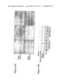 Diagnosis and treatment of diseases arising from defects in the tuberous sclerosis pathway diagram and image