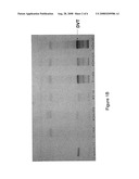 NOVEL TOBACCO COMPOSITIONS AND METHODS OF MAKING diagram and image