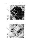 Identification and Classification of Virus Particles in Textured Electron Micrographs diagram and image