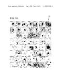 Identification and Classification of Virus Particles in Textured Electron Micrographs diagram and image