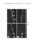 Compounds and methods to enhance rAAV transduction diagram and image