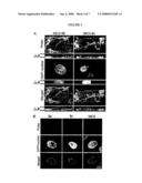 Use of Retro-Aldol Reaction to Generate Reactive Vinyl Ketone for Attachment to Antibody Molecules by Michael Addition Reaction for Use in Immunostaining and Immunotargeting diagram and image