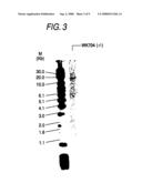 Method for Treating CCR4-Related Diseases diagram and image