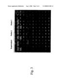 SECRETED CHLAMYDIA POLYPEPTIDES, POLYNUCLEOTIDES CODING THEREFOR, THERAPEUTIC AND DIAGNOSTIC USES THEREOF diagram and image