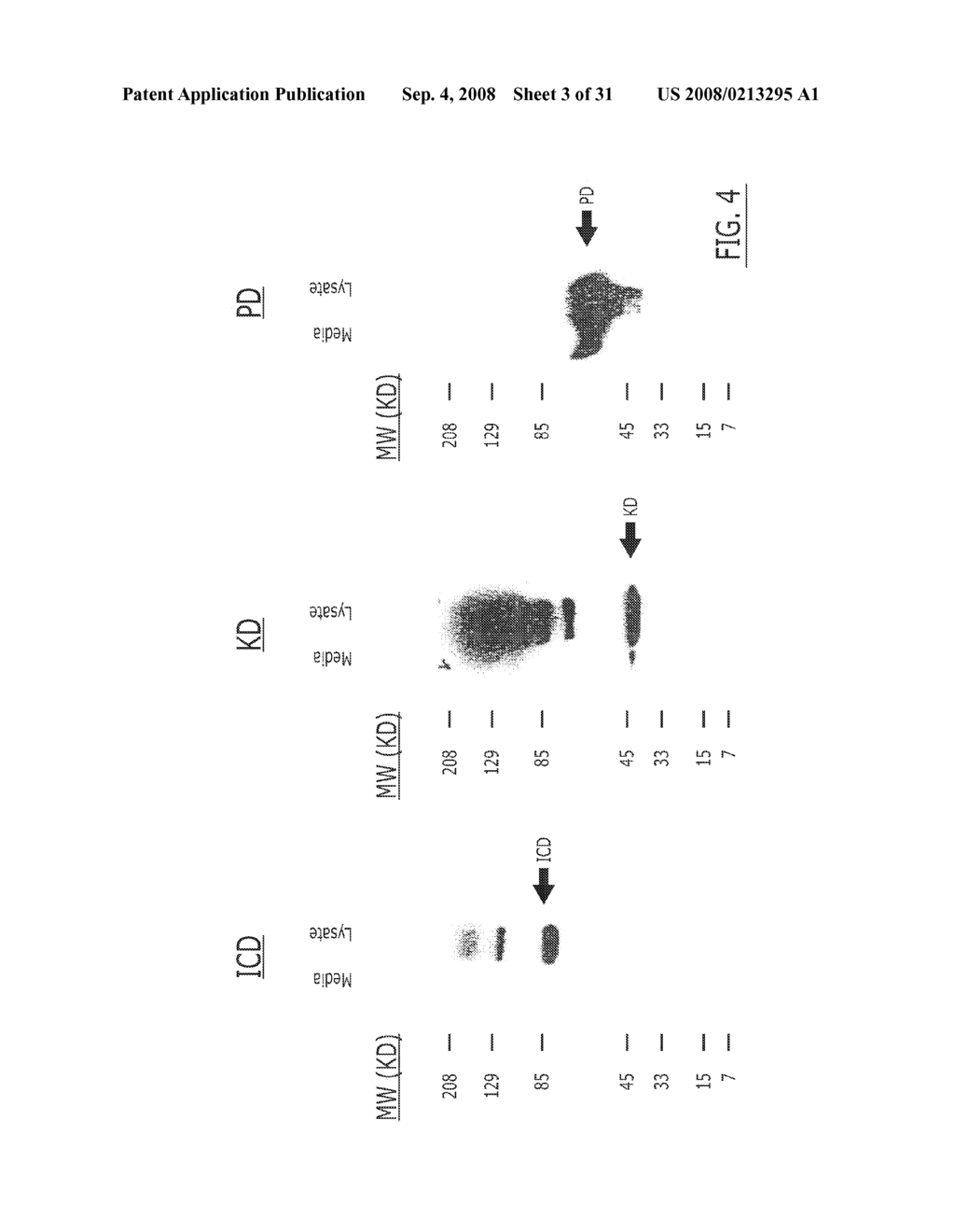 HER-2/NEU FUSION PROTEINS - diagram, schematic, and image 04