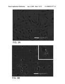 Delivery of Nanoparticles and/or Agents to Cells diagram and image