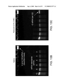 Delivery of Nanoparticles and/or Agents to Cells diagram and image