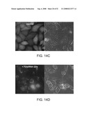 Delivery of Nanoparticles and/or Agents to Cells diagram and image