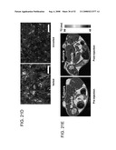 Delivery of Nanoparticles and/or Agents to Cells diagram and image