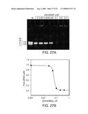 Delivery of Nanoparticles and/or Agents to Cells diagram and image