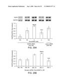 Delivery of Nanoparticles and/or Agents to Cells diagram and image