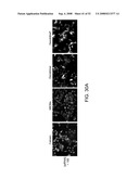 Delivery of Nanoparticles and/or Agents to Cells diagram and image