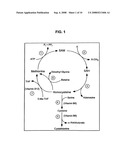 Compositions and methods for enhancing cognitive function diagram and image