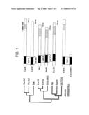 Methods of Distinguishing Types of Spinal Neurons Using Corl1 Gene as an Indicator diagram and image