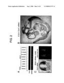 Methods of Distinguishing Types of Spinal Neurons Using Corl1 Gene as an Indicator diagram and image