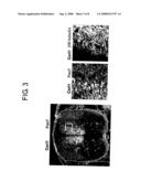 Methods of Distinguishing Types of Spinal Neurons Using Corl1 Gene as an Indicator diagram and image