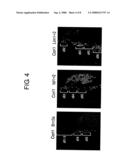 Methods of Distinguishing Types of Spinal Neurons Using Corl1 Gene as an Indicator diagram and image