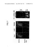 Methods of Distinguishing Types of Spinal Neurons Using Corl1 Gene as an Indicator diagram and image