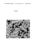 SITE-SPECIFIC ENZYMATIC DEPOSITION OF METAL IN SITU diagram and image