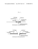 Materials and methods to increase peptide chain expression diagram and image