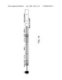 Modified enteropeptidase protein diagram and image