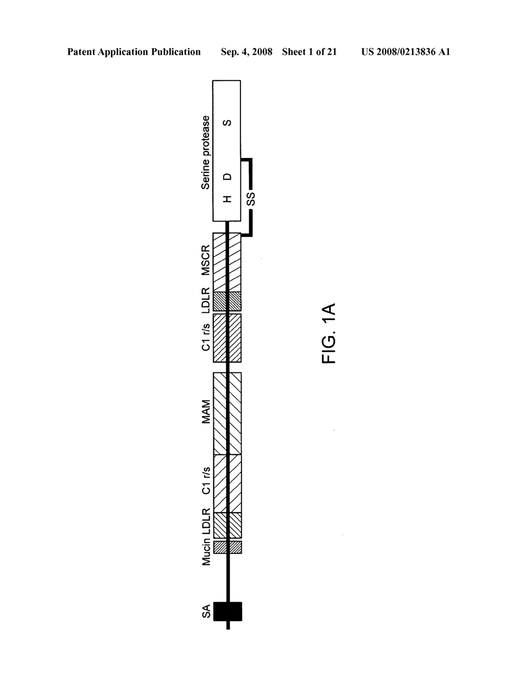 Modified enteropeptidase protein - diagram, schematic, and image 02