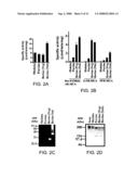 Modified enteropeptidase protein diagram and image