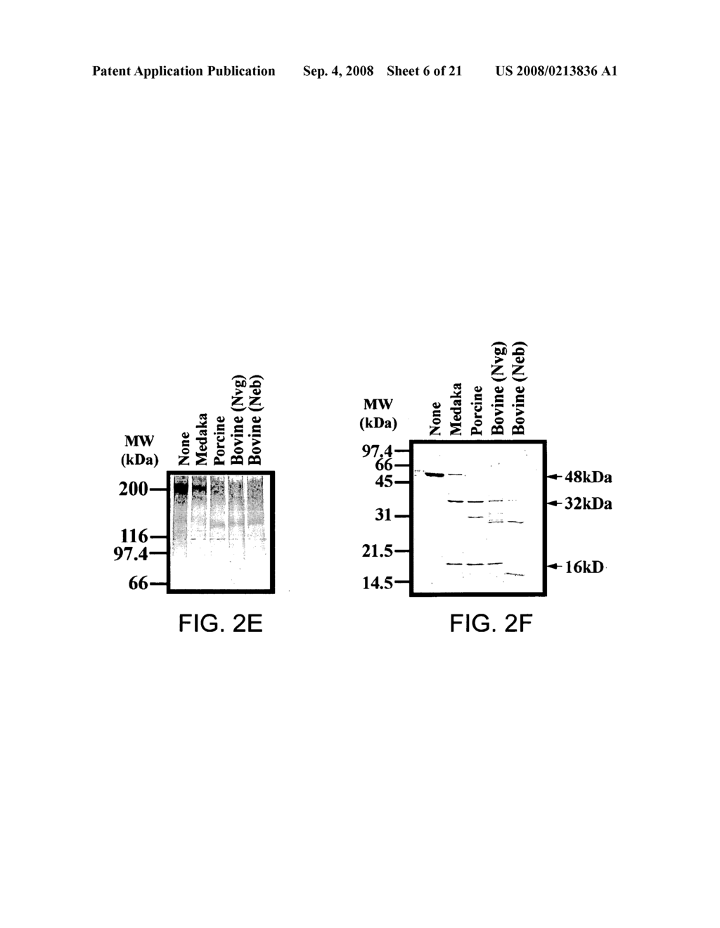 Modified enteropeptidase protein - diagram, schematic, and image 07