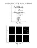 Methods and compositions for RNA interference diagram and image