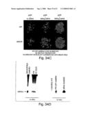 Methods and compositions for RNA interference diagram and image