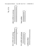 Methods and compositions for RNA interference diagram and image