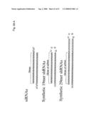 Methods and compositions for RNA interference diagram and image