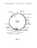 Methods for producing heterologous polypeptides in trichothecene-deficient filamentous fungal mutant cells diagram and image