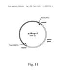 Methods for producing heterologous polypeptides in trichothecene-deficient filamentous fungal mutant cells diagram and image