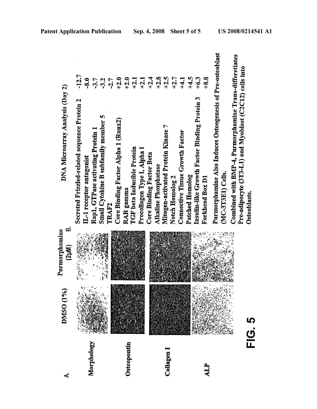 COMPOSITIONS AND METHODS FOR INDUCING OSTEOGENESIS - diagram, schematic, and image 06