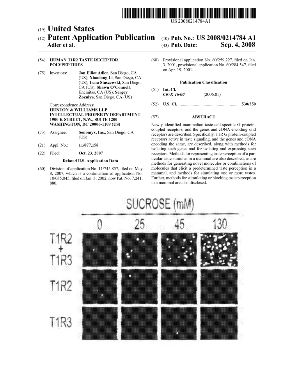 HUMAN T1R2 TASTE RECEPTOR POLYPEPTIDES - diagram, schematic, and image 01