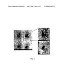 Degradable Cage Coated With Mineral Layers For Spinal Interbody Fusion diagram and image