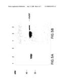 METHODS AND COMPOSITIONS FOR TREATMENT AND PREVENTION OF STAPHYLOCOCCAL INFECTIONS diagram and image