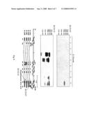 IL-32 MONOCLONAL ANTIBODIES AND USES THEREOF diagram and image