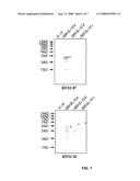 IL-32 MONOCLONAL ANTIBODIES AND USES THEREOF diagram and image