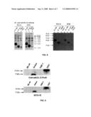 IL-32 MONOCLONAL ANTIBODIES AND USES THEREOF diagram and image