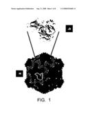 Protein Scaffolds and Viral Particles For Detecting Analytes diagram and image