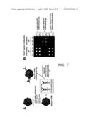 Protein Scaffolds and Viral Particles For Detecting Analytes diagram and image