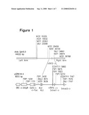 Telomerase Promoter Sequences for Screening Telomerase Modulators diagram and image