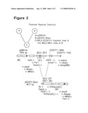 Telomerase Promoter Sequences for Screening Telomerase Modulators diagram and image