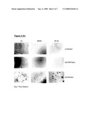 Telomerase Promoter Sequences for Screening Telomerase Modulators diagram and image