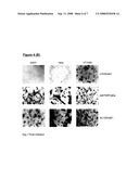 Telomerase Promoter Sequences for Screening Telomerase Modulators diagram and image