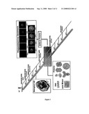 Janus Dendrimers and Dendrons diagram and image