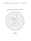 Methods for Enhancing Expression of Secondary Cell Wall Cellulose Synthases in Plants diagram and image